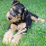 Craigston Airedales Puppies