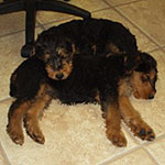Craigston Airedales Growing Up