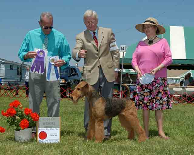 Airedale show dog clearance