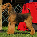 Craigston Airedale Adults